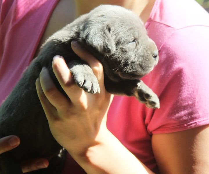 Cane Corso štenci