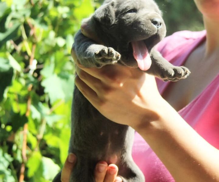 Cane Corso štenci