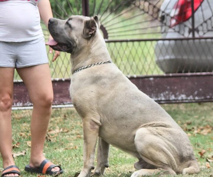 Cane Corso štenci