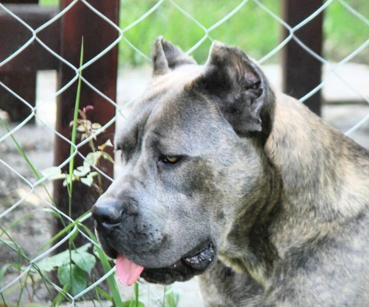 Cane Corso štenci