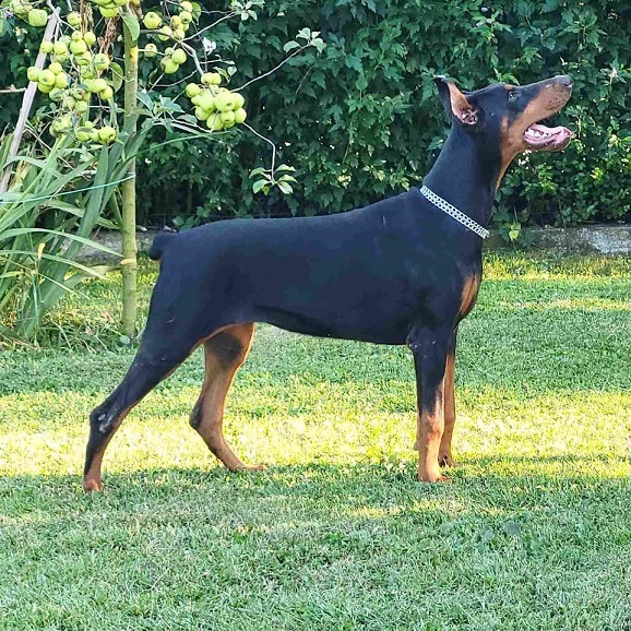 Doberman ženke