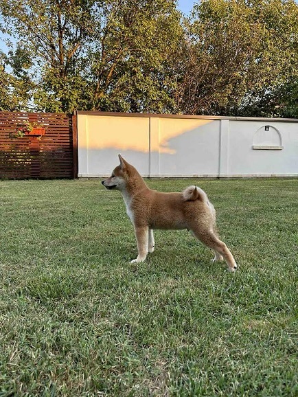 Shiba Inu štenci