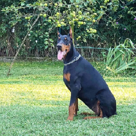 Doberman ženke