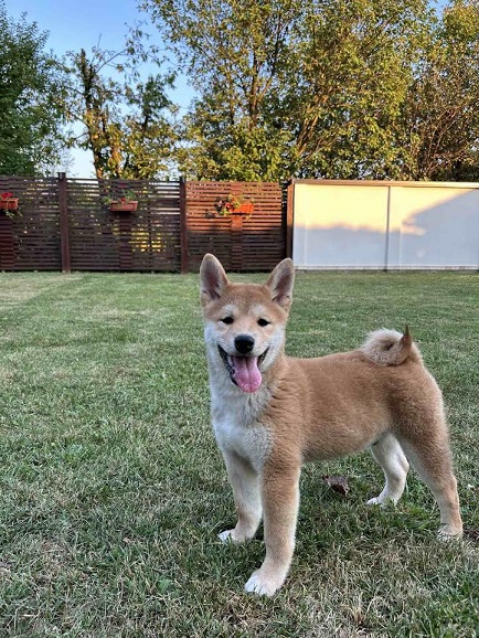 Shiba Inu štenci