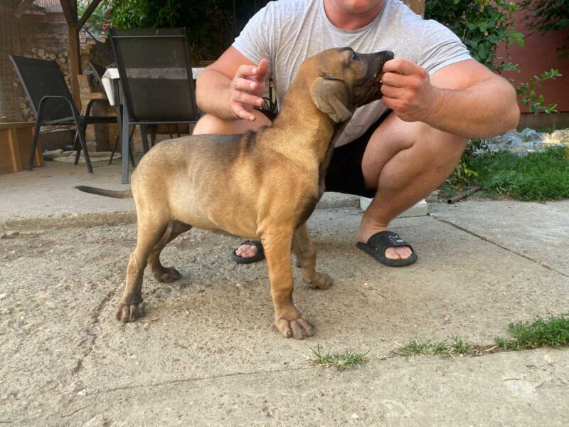 Fila Brasileiro stenci