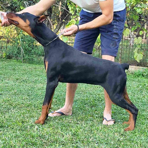 Doberman ženke