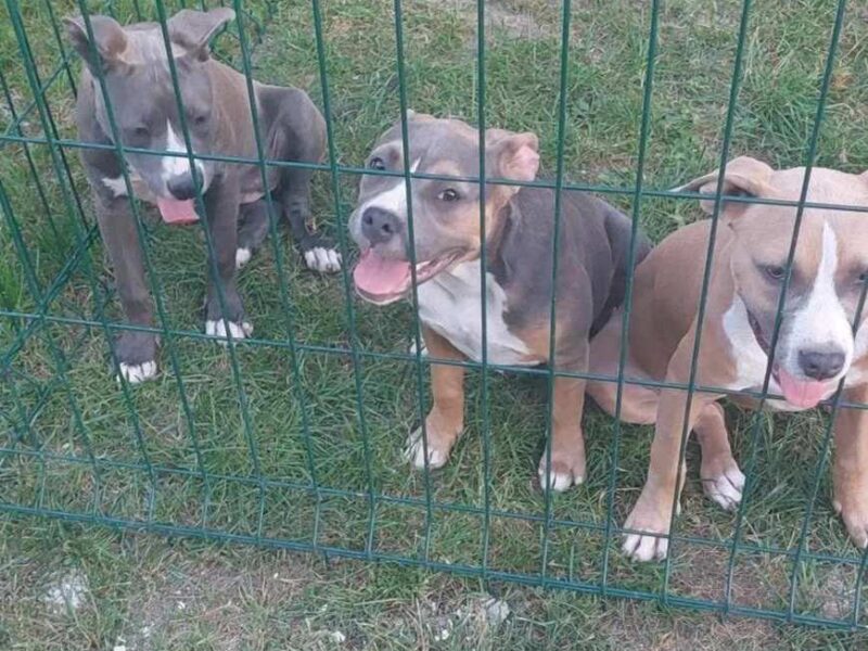 American bully pocket stenci