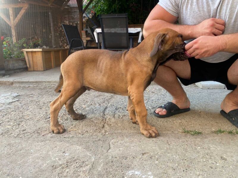 Fila Brasileiro stenci