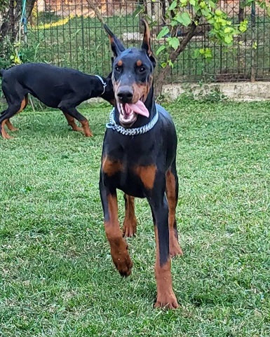 Doberman ženke