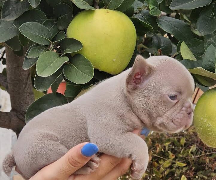 FRANCUSKI BULDOG - egzotičnih boja