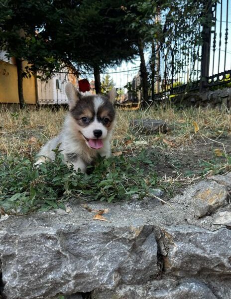 Welsh Corgi Pembroke prelepi stenci