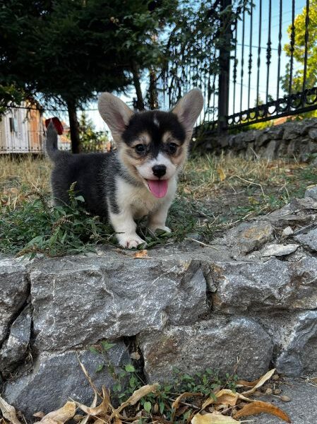 Welsh Corgi Pembroke prelepi stenci