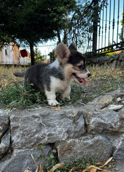 Welsh Corgi Pembroke prelepi stenci