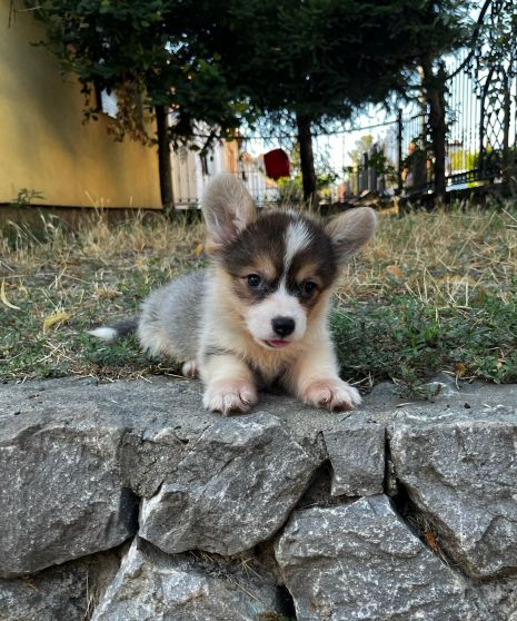 Welsh Corgi Pembroke prelepi stenci