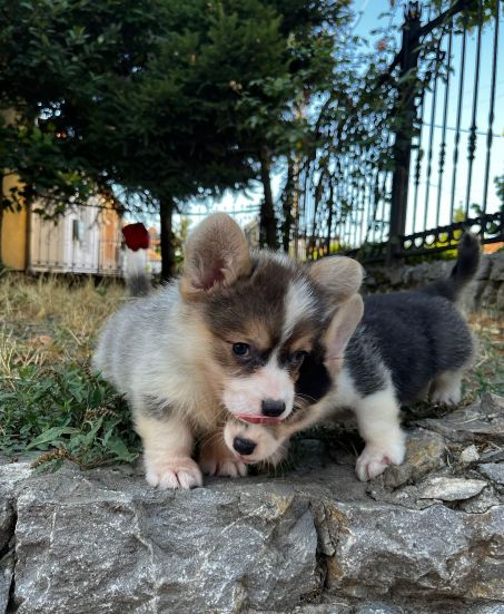 Welsh Corgi Pembroke prelepi stenci