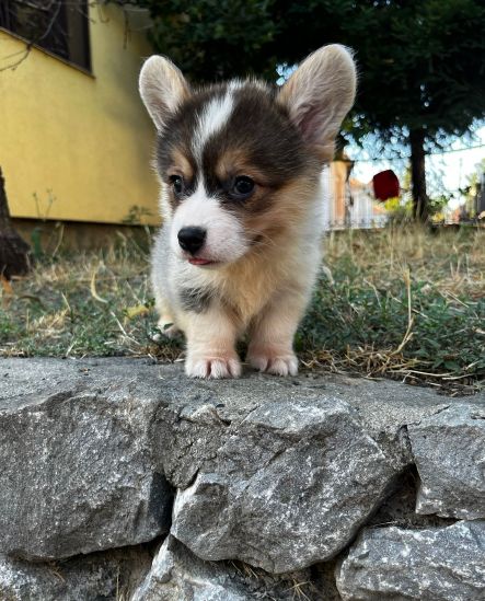 Welsh Corgi Pembroke prelepi stenci