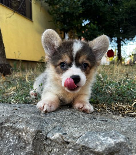 Welsh Corgi Pembroke prelepi stenci