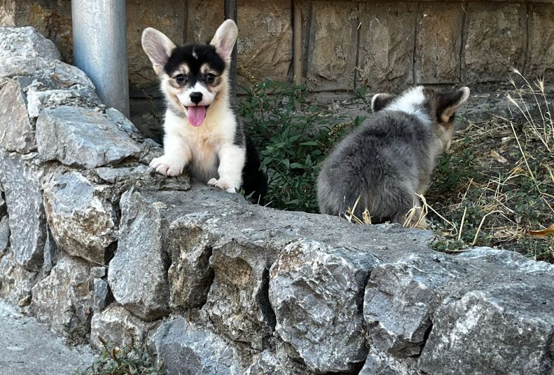 Welsh Corgi Pembroke prelepi stenci