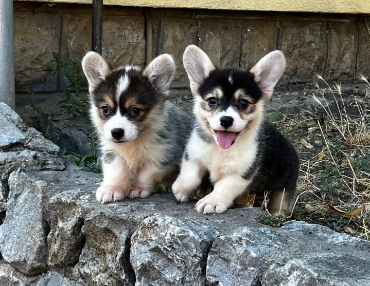 Welsh Corgi Pembroke prelepi stenci