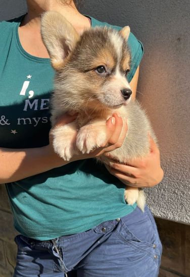 Welsh Corgi Pembroke prelepi stenci