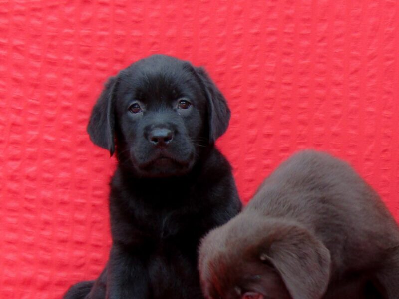 Labrador Retriver TOP PONUDA