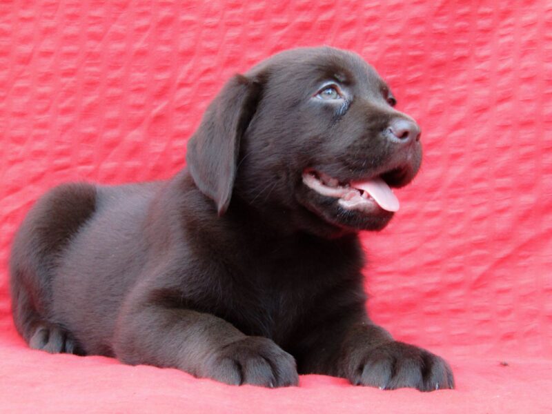 Labrador Retriver TOP PONUDA