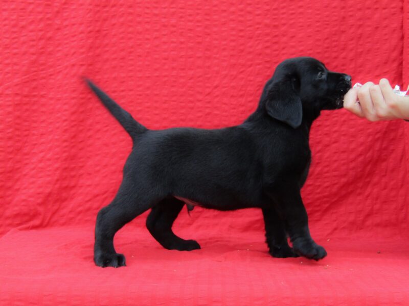 Labrador Retriver TOP PONUDA