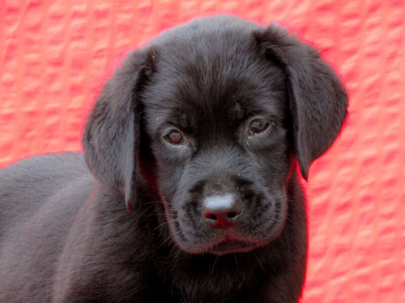 Labrador Retriver TOP PONUDA