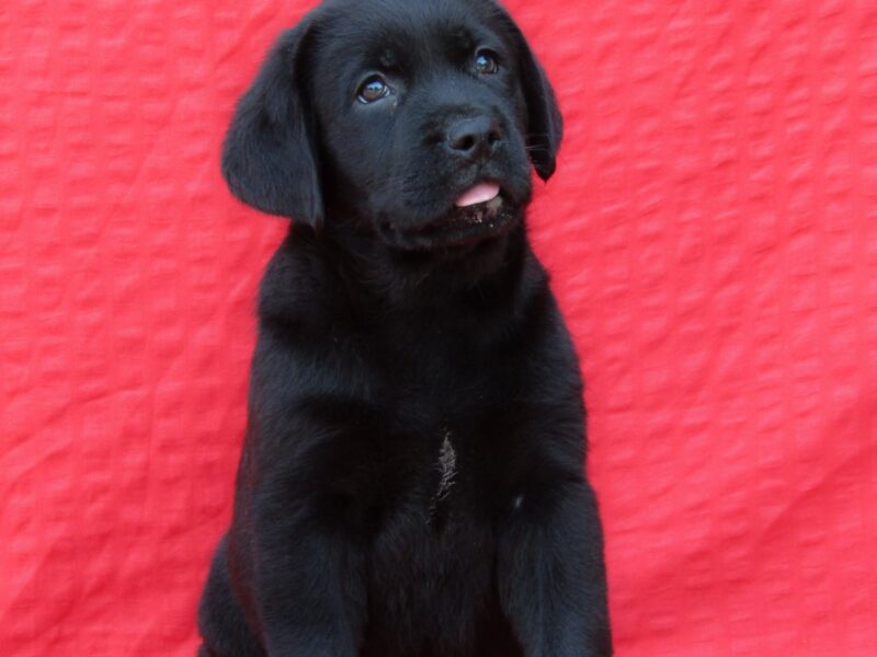 Labrador Retriver TOP PONUDA