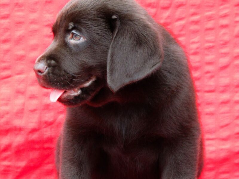 Labrador Retriver TOP PONUDA