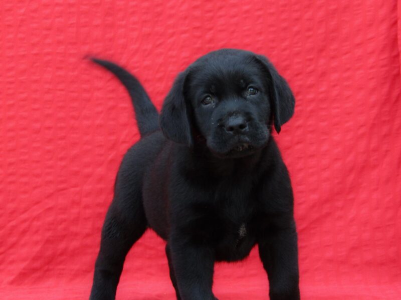 Labrador Retriver TOP PONUDA