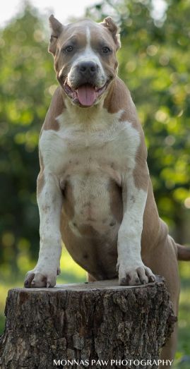 Američki Buli American Bully štenci