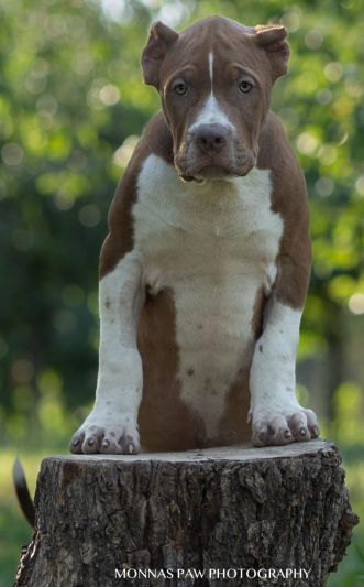 Američki Buli American Bully štenci