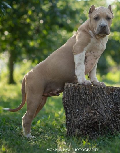 Američki Buli American Bully štenci