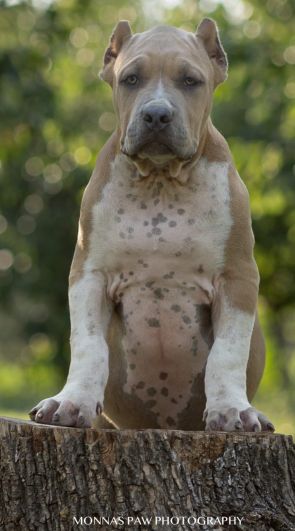 Američki Buli American Bully štenci