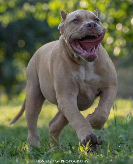 Američki Buli American Bully štenci