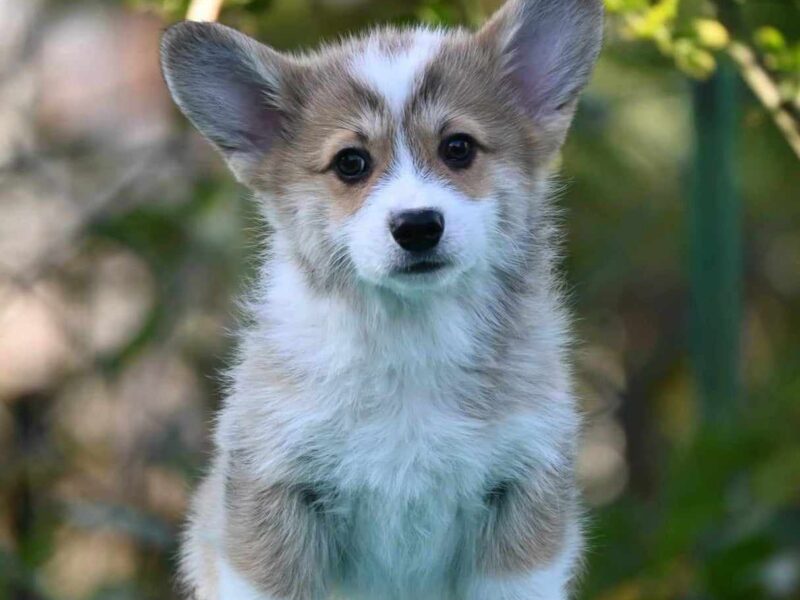 Velski korgi/Welsh Corgi Pembroke