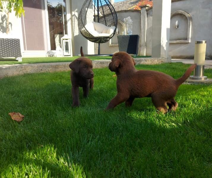 Labrador retriver