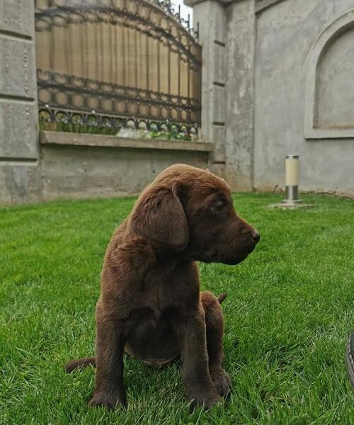 Labrador retriver