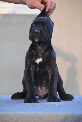 Cane Corso štenci