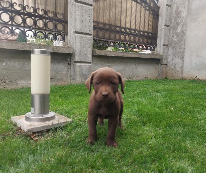 Labrador retriver