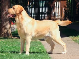 Labrador retriver, stenci