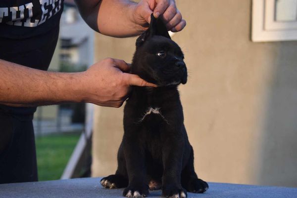 Cane Corso štenci