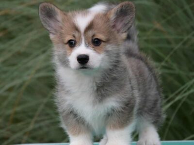 Velski korgi/Welsh Corgi Pembroke