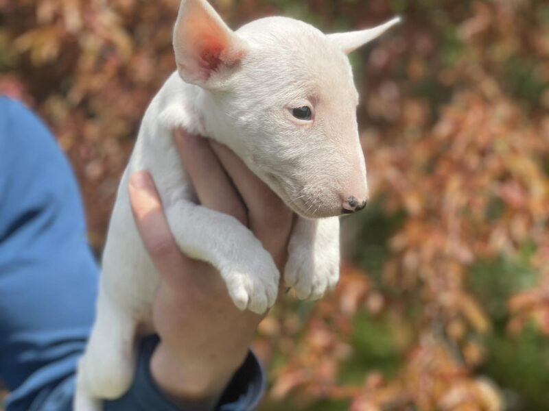 Minijaturni Bull Terijer štenci