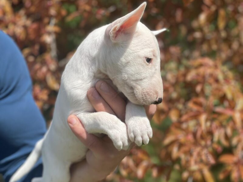 Minijaturni Bull Terijer štenci