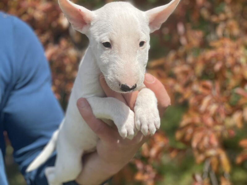 Minijaturni Bull Terijer štenci