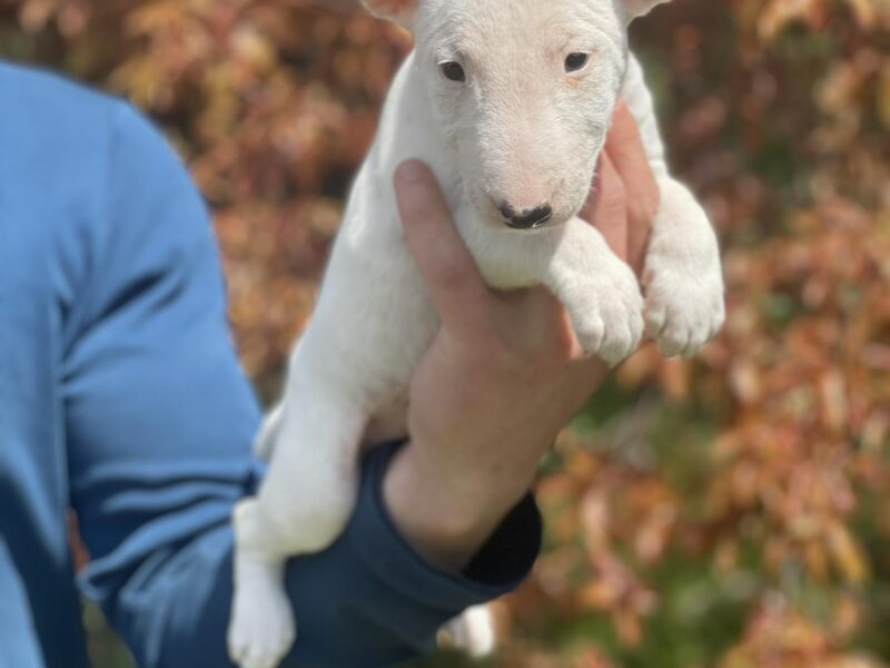 Minijaturni Bull Terijer štenci