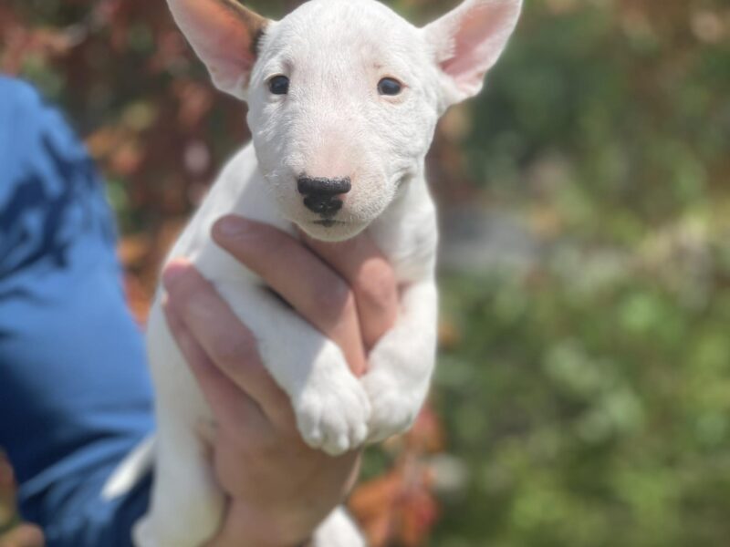 Minijaturni Bull Terijer štenci