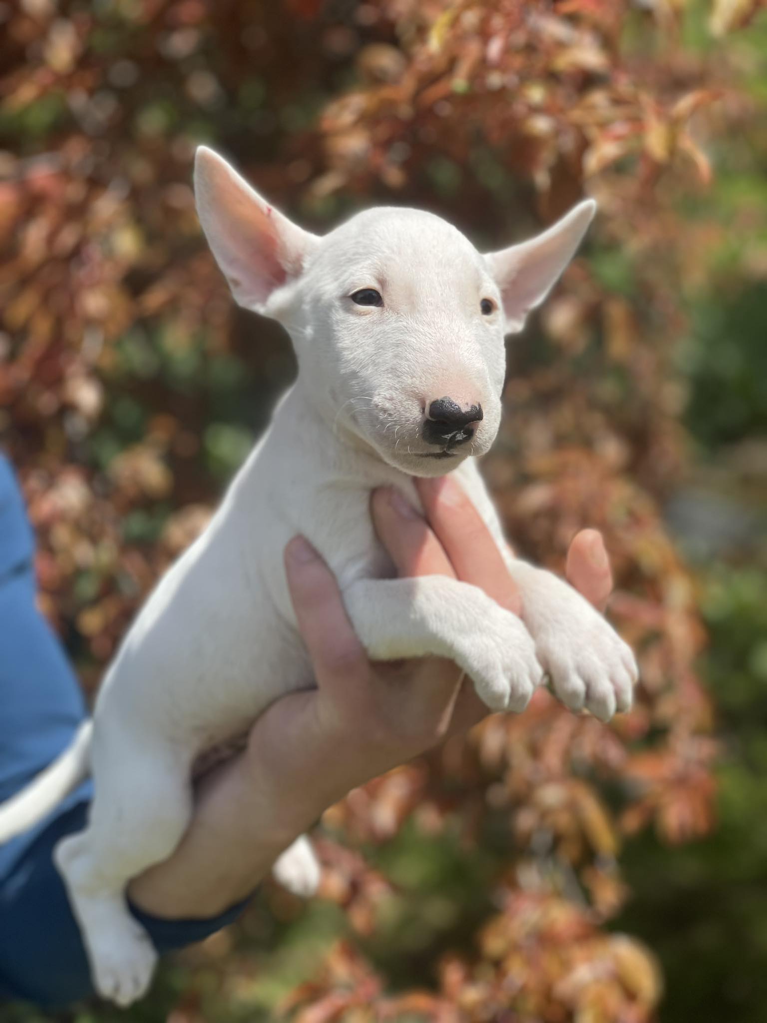 Minijaturni Bull Terijer štenci